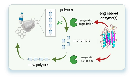 绿色化学新方法：自动筛选用于塑料废弃物回收的酶